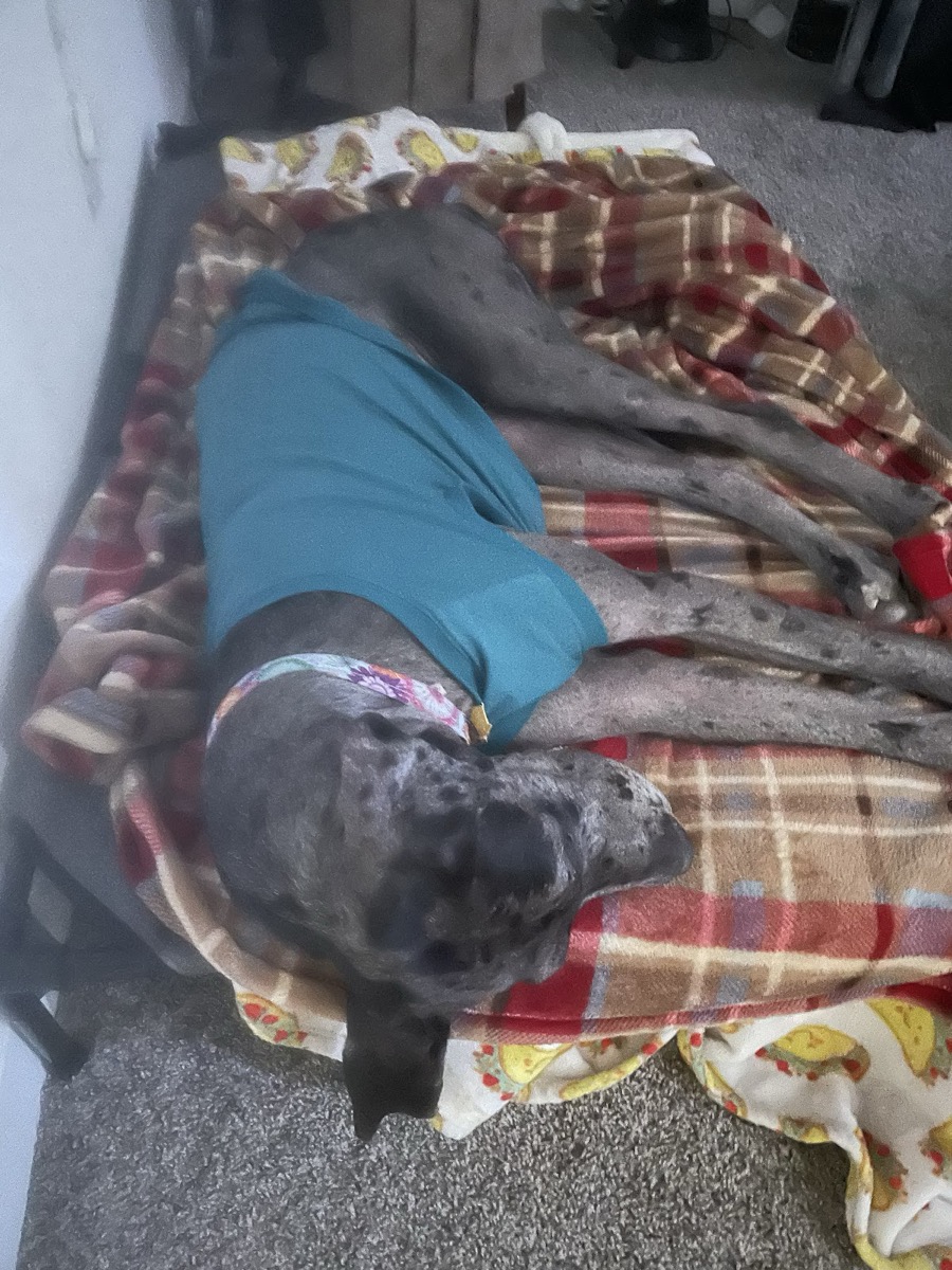 Daisy the Great Dane asleep on her own bed at home
