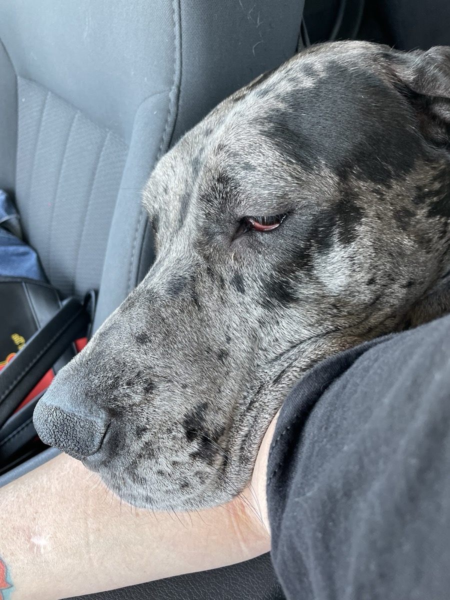 Daisy the Great Dane resting her head on her owner's arm in the car