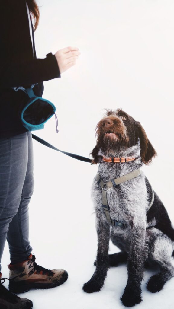Professional dog aggression training in Las Vegas with a trainer calmly working a reactive dog on leash