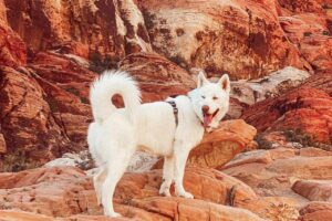 Dog aggression training Las Vegas — a trained, harnessed dog standing calmly on the red rocks of Red Rock Canyon