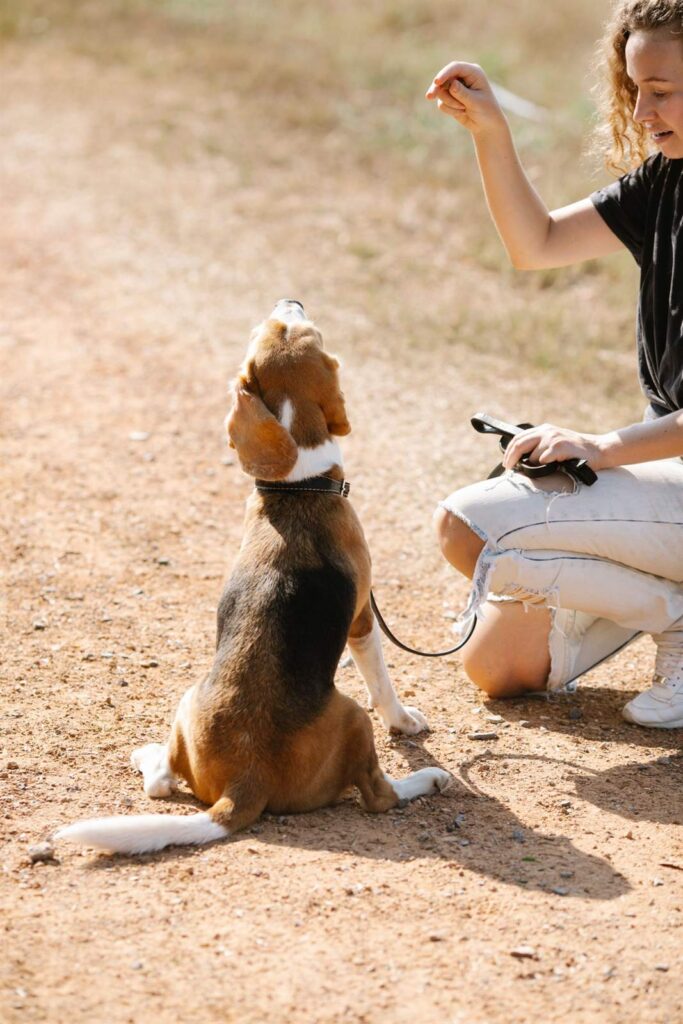 Trainer working to stop excessive dog barking in Las Vegas with a dog on the place command