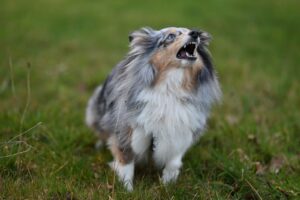 stop dog barking las vegas featured